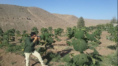 برخی پروژه های کاشت نهال درخت پالونیا هیبرید طب جو در کرمان پالونیا کرمان